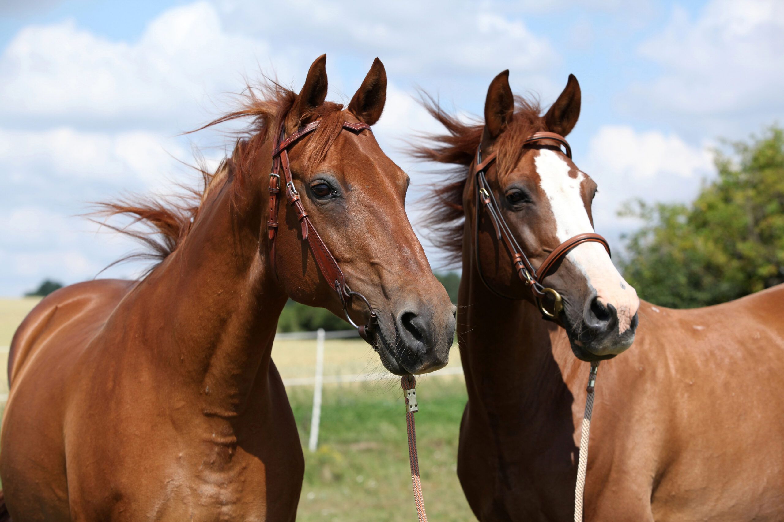 Setor: Equinocultura